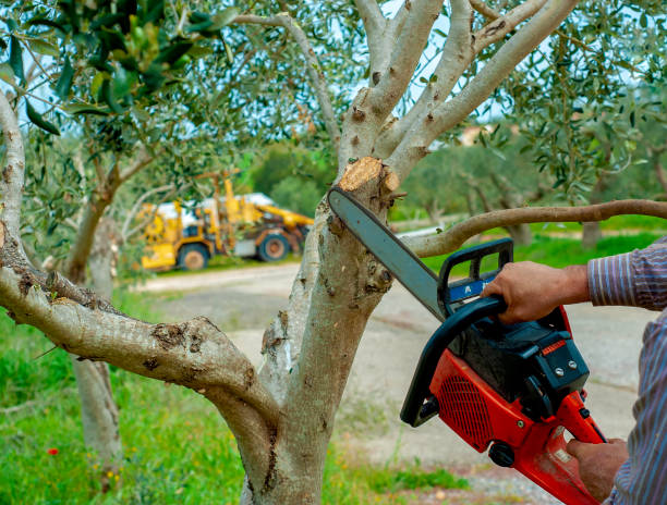 Best Emergency Storm Tree Removal  in El Cerro, NM